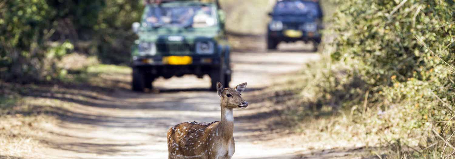 jim corbett tour package